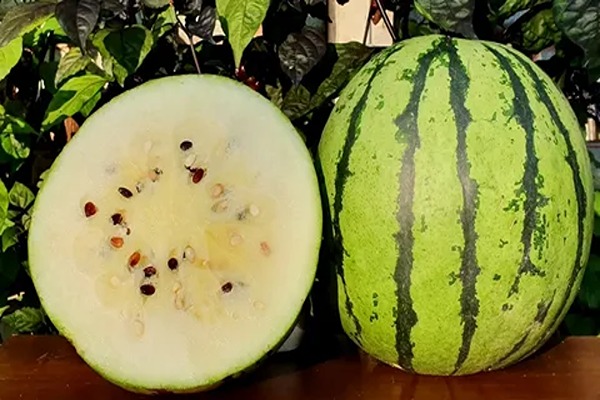 خرید و فروش هندوانه سفید میکادو با شرایط فوق العاده